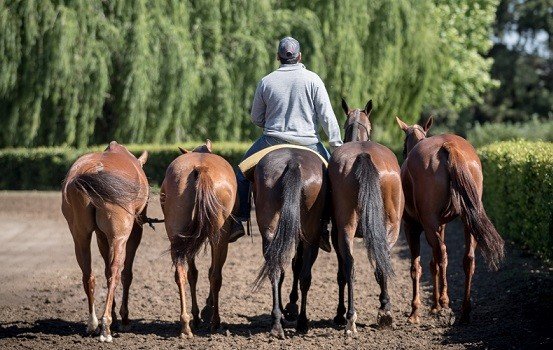 Polo: OFICIALIZACIÓN DE LA TEMPORADA OTOÑO 2020